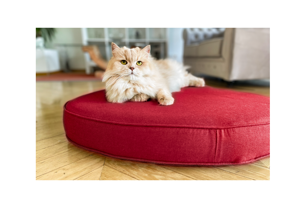 L'Importance de l’Espace de Vie et du mobilier pour Chat et Chien